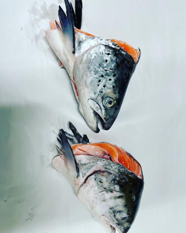 Fish Order Online Nippers Shellfish Order Cornwall's Best Fish